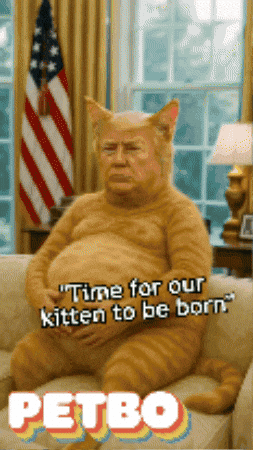 Trump Cat GIF