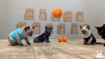 March Madness Reaction GIF by Best Friends Animal Society