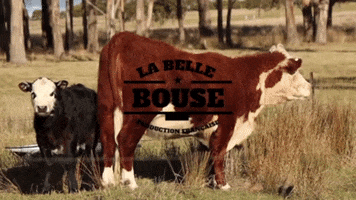 Poop Cow GIF by La Belle  Bouse