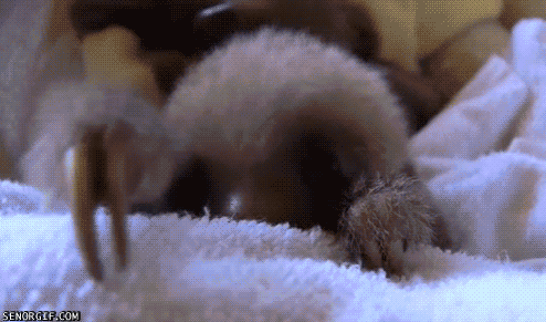 baby sloth
