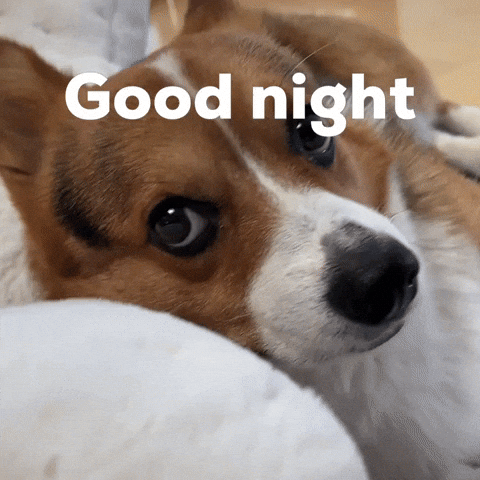Good Night Dog GIF