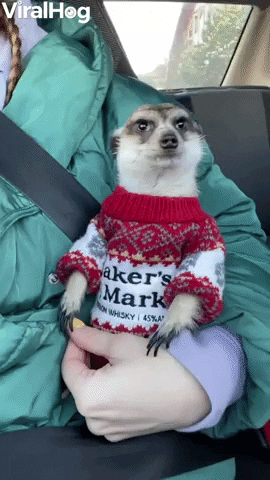 Meerkat Wearing Sweater Rides On Shoulder GIF by ViralHog