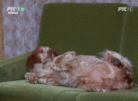 Dog Lay GIF