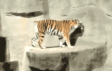 Startled-tiger GIFs - Get the best GIF on GIPHY Startled-tiger GIFs - Get the best GIF on GIPHY