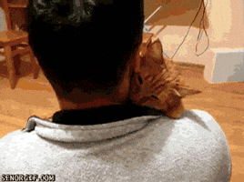 cute cat love GIF