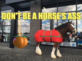 Horse GIF by Claudia Petrilli Health Coaching