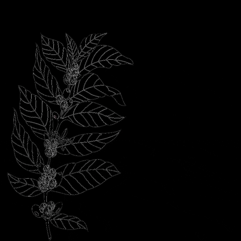Café Señor K GIF
