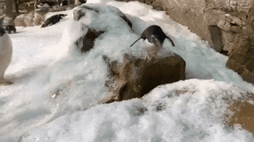 SeaWorld jump penguin almost there jump in GIF