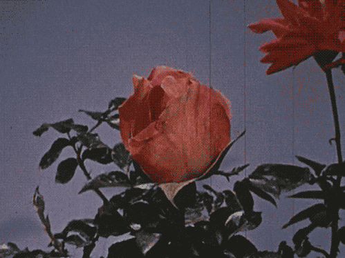 giphy.gif?cid=ecf05e47xdy42ifwagup4460nx