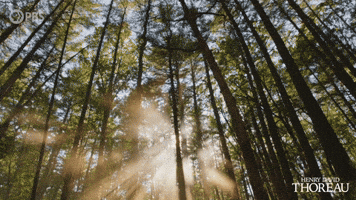 Simplify Henry David Thoreau GIF by PBS