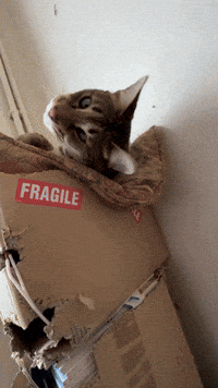 Cat Jump Scare With Paw Reach