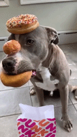 Pit Bull Shows Off for Donut Day