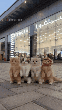 Dance Cat GIF