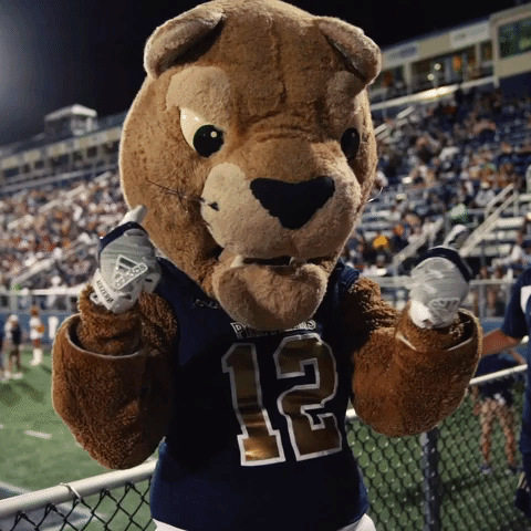 fiupanthers fiufootball GIF by FIU