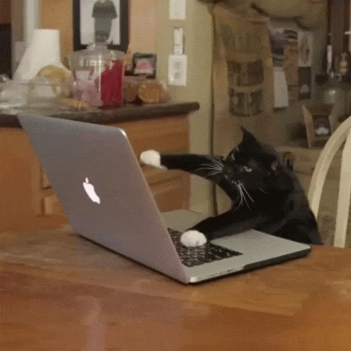 Content Cat Typing GIF - Find & Share on GIPHY