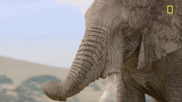 Nat Geo Elephant GIF by National Geographic Channel