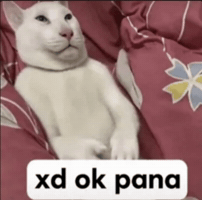 Sleepy Cat GIF