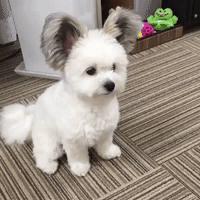 cute dog ears GIF