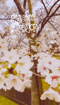 Cherry blossom gif illustration image_picture free download  401047048_lovepik.com