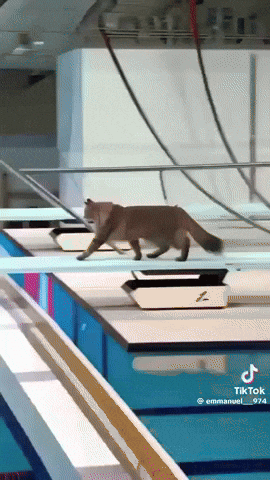 Cat GIF