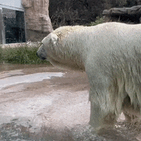 Happy Polar Bear GIF by San Diego Zoo Wildlife Alliance