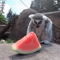 Watermelon Funny Animals GIF by Storyful