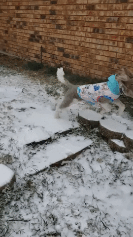 Snow Dogs Run GIF by Geekster Pets
