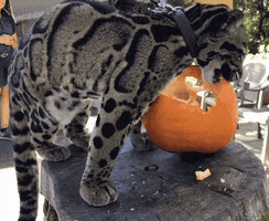 cat eating GIF by San Diego Zoo