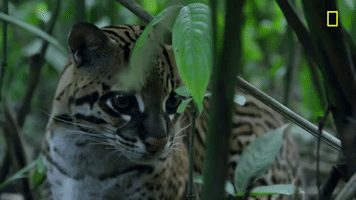 Nat Geo Jungle GIF by National Geographic Channel