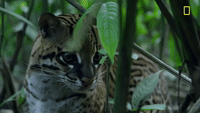 Nat Geo Jungle GIF by National Geographic Channel
