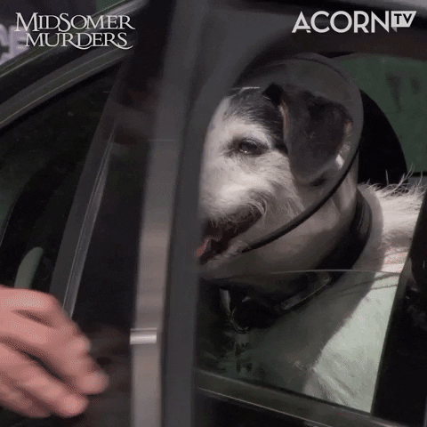 Woof Paddy GIF by Acorn TV