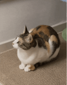 Cat Kitty GIF