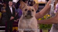 French Bulldog Number 31
