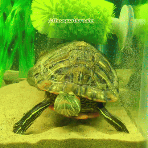 Pond Slider Turtle GIF
