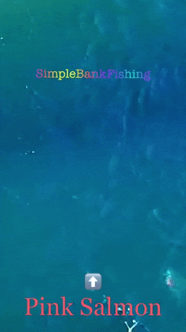 Seattle Washington GIF