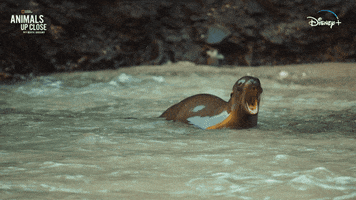 Refreshing Nat Geo GIF by National Geographic Channel