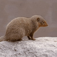 tired baby animals GIF by San Diego Zoo