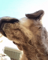 Dog Face GIF by MOODMAN Dog Face GIF by MOODMAN