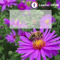 Good Morning Words GIF by Learner Circle