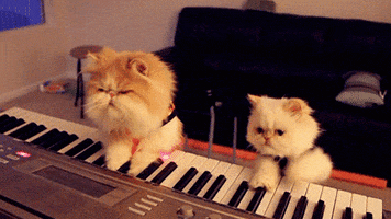 keyboard kitties GIF