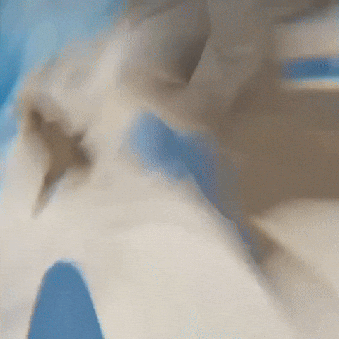 Rave Seal GIF