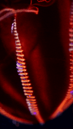 Deep Sea Jelly GIF by Monterey Bay Aquarium