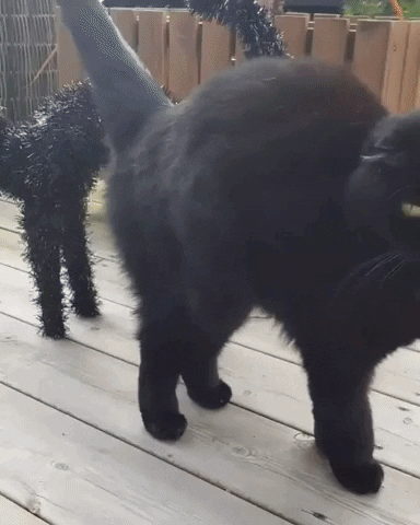 Black Cat Halloween GIF by Storyful