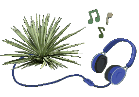 Mexico Musica Sticker by Santa Sabia Media