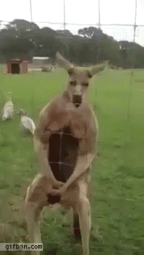 camera kangaroo GIF