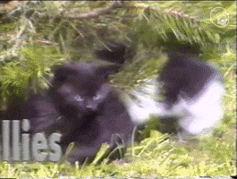 Found Footage Cat GIF by Eternal Family