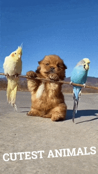 Cutest-animals GIFs - Get the best GIF on GIPHY