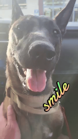 Malinois Smile GIF