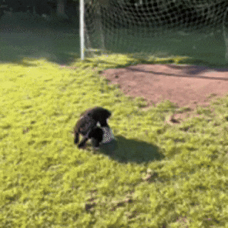 Lets Go Football GIF