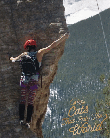 Rock Climbing Cats Rule GIF by Sheba Official